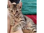 Adopt Lady's Man22 a Domestic Shorthair / Mixed (short coat) cat in Youngsville