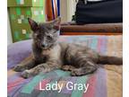 Adopt Lady Gray22 a Domestic Shorthair / Mixed (short coat) cat in Youngsville