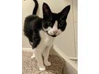 Adopt Aria a Black & White or Tuxedo Domestic Shorthair / Mixed (short coat) cat