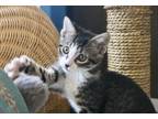 Adopt Lima a Domestic Shorthair / Mixed (short coat) cat in Heber, UT (34715873)