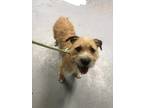 Adopt Chico a Tan/Yellow/Fawn Border Terrier / Norwich Terrier / Mixed dog in