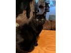 Adopt Houdina a All Black Domestic Mediumhair / Mixed (medium coat) cat in