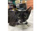 Adopt Namor a Domestic Shorthair / Mixed (short coat) cat in Rockport