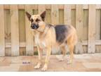 Adopt Liberty a German Shepherd Dog / Mixed dog in Sebastian, FL (34722533)