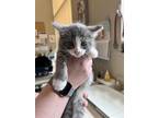 Adopt Grimace a Gray or Blue Domestic Shorthair / Domestic Shorthair / Mixed cat