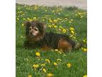Adopt Trudy a Black - with Tan, Yellow or Fawn Pomeranian / Terrier (Unknown