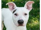 Adopt Tadpole a White Mixed Breed (Large) / Mixed dog in New Castle