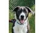 Adopt Arlasia a Black Mixed Breed (Large) / Mixed dog in New Castle
