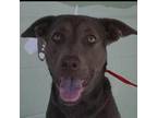 Adopt ANNIE ★ Available NOW - RESCUE or ADOPTION a Brown/Chocolate Mixed Breed