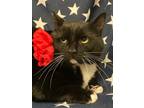 Adopt 4950 Lacey a Black & White or Tuxedo Domestic Shorthair / Mixed cat in