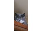 Adopt Max A Gray Or Blue (Mostly) Domestic Shorthair (short Coat) Cat In