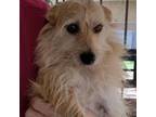 Adopt Cash JH a Tan/Yellow/Fawn Terrier (Unknown Type, Small) / Mixed dog in