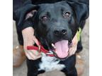 Adopt Highway JH a Black American Pit Bull Terrier / Mixed dog in Salem