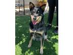 Adopt Sushi a Tricolor (Tan/Brown & Black & White) Cattle Dog / Shepherd