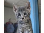 Adopt Juliet a Domestic Shorthair / Mixed (short coat) cat in Heber