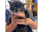 Adopt Elena a Domestic Longhair / Mixed cat in San Pablo, CA (34721623)