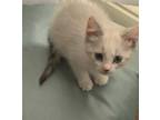 Adopt Geri a Domestic Shorthair / Mixed (short coat) cat in Alpharetta