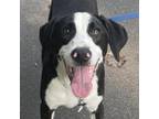 Adopt Loki a Black Beagle / Labrador Retriever / Mixed dog in Fayetteville