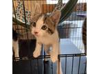 Adopt Tabby a White Domestic Shorthair / Mixed cat in Priest River