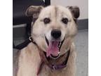 Adopt Zoey a Tan/Yellow/Fawn Husky / Shepherd (Unknown Type) / Mixed dog in