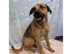 Adopt Marbles a Brown/Chocolate German Shepherd Dog / Bloodhound / Mixed dog in