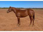 CD OlenaZack T Wood Mare for Sale