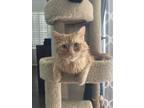 Adopt Frank a Orange or Red Tabby Domestic Mediumhair cat in Boulder