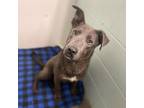Adopt Han Solo a Gray/Silver/Salt & Pepper - with Black Pit Bull Terrier / Mixed