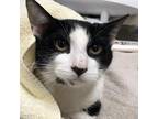 Adopt Loki a All Black Domestic Shorthair / Mixed cat in Ballston Spa