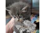 Adopt Sesame a Gray or Blue Domestic Longhair / Mixed cat in Columbiana