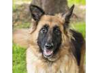 Adopt Mariah a Brown/Chocolate German Shepherd Dog / Mixed dog in Middletown