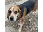 Adopt Cooper a Tan/Yellow/Fawn Beagle / Mixed dog in West Des Moines