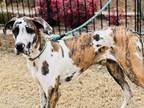 Adopt Perdi a Great Dane / Mixed dog in Dallas, TX (34721058)