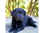 Adopt Carly 11485 a Black Mixed Breed (Medium) / Mixed dog in Cumming