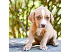Adopt Cara 11482 a Tan/Yellow/Fawn Mixed Breed (Medium) / Mixed dog in Cumming