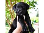 Adopt Charlie 11479 a Black Mixed Breed (Medium) / Mixed dog in Cumming