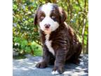 Adopt Carson 11478 a Brown/Chocolate Mixed Breed (Medium) / Mixed dog in