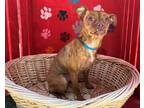 Adopt TINA a Brown/Chocolate Mixed Breed (Medium) / Mixed dog in Van Nuys