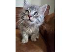 Adopt Ella a Domestic Shorthair / Mixed (short coat) cat in Heber, UT (34719152)