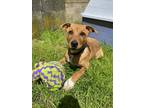 Adopt Percy a Border Terrier / Australian Cattle Dog / Mixed dog in Burnaby