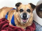 Adopt Quentin a Brown/Chocolate Corgi / Mixed dog in Santa Cruz, CA (34720434)