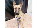 Adopt BLITZ a Tan/Yellow/Fawn German Shepherd Dog / Mixed dog in Lancaster