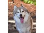 Adopt Chaz a White - with Brown or Chocolate Husky / Mixed dog in Newport Beach