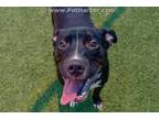 Adopt STRAY a Black - with White Labrador Retriever / Mixed dog in Dallas