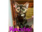 Adopt Marceline a Tortoiseshell Domestic Shorthair (short coat) cat in