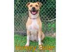 Adopt Honey Bear a Tan/Yellow/Fawn - with White Labrador Retriever / Black Mouth