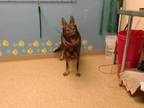 Adopt BELLA a Red/Golden/Orange/Chestnut German Shepherd Dog / Mixed dog in