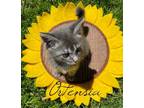 Adopt ORTENSIA a Gray, Blue or Silver Tabby Domestic Shorthair / Mixed (short