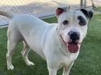 Adopt TITAN a White - with Gray or Silver American Pit Bull Terrier / Mixed dog