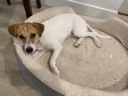 Adopt Laika a White - with Brown or Chocolate Jack Russell Terrier / Hound